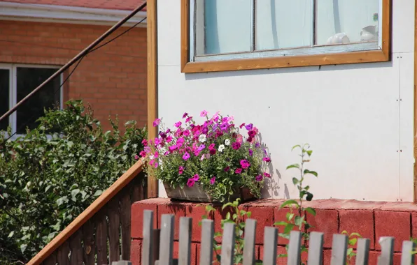 Village, pink flowers, flowers in pots