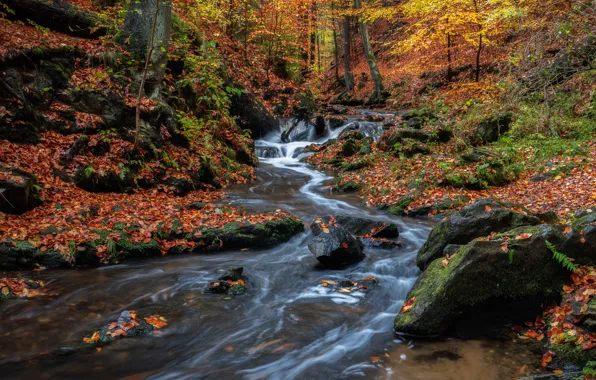 Autumn, forest, stream, stones, waterfall, Germany, river, cascade
