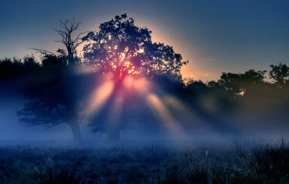 Picture the sun, rays, trees, nature, morning mist