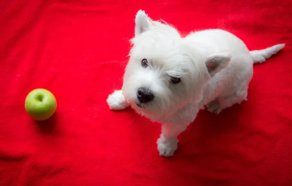Look, Apple, dog, The West highland white Terrier