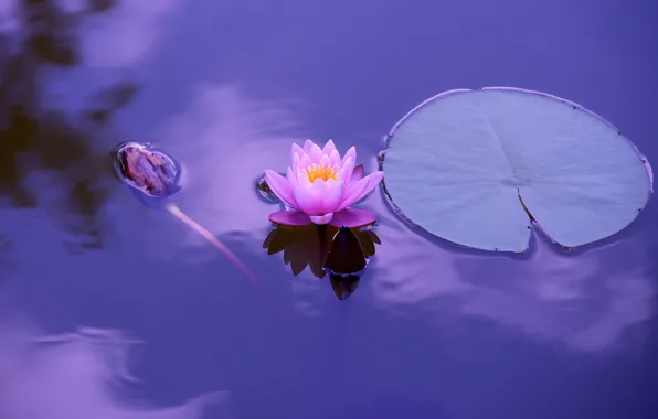 Leaves, pink, pond, Nymphaeum, water Lily, lilac background