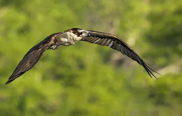 Nature, bird, Osprey