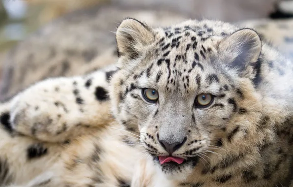 Language, cat, look, face, IRBIS, snow leopard, cub, kitty