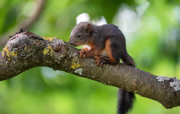 Nature, pose, tree, branch, protein, rodent, squirrel