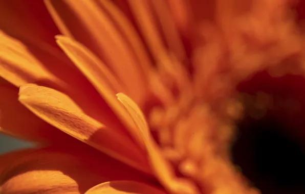 Flower, the sun, orange, petals, gerbera