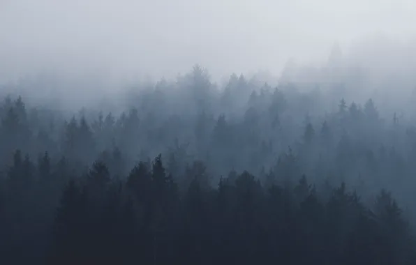 Picture forest, the sky, trees, nature, fog, Austria, Innsbruck