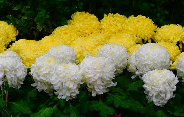 Leaves, drops, yellow, petals, garden, white, flowerbed, chrysanthemum