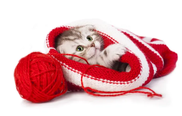Cat, look, red, tangle, pose, kitty, hat, baby