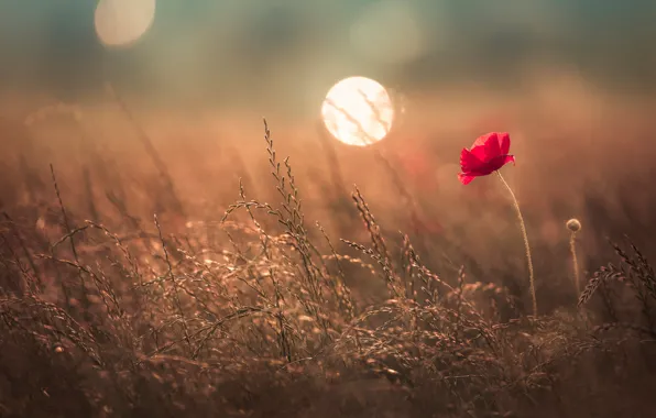Field, summer, light, flowers, red, nature, glare, glade