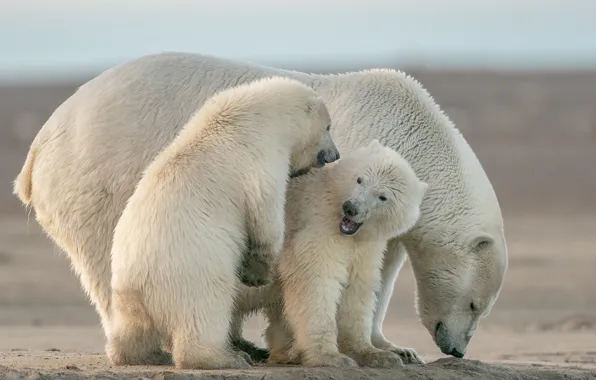 Picture bear, bear, pose, polar bears, bear