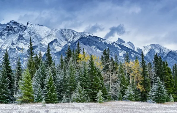 Picture autumn, forest, the sky, trees, mountains