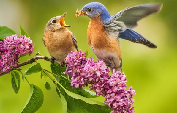 Picture branch, nature, bokeh, birds, pair, lilac