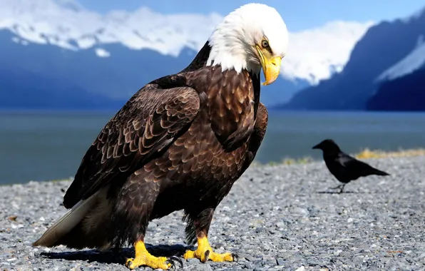 Wallpaper birds, focus, feathers, beak, claws, eagle, crow, size for mobile  and desktop, section животные, resolution 1920x1080 - download
