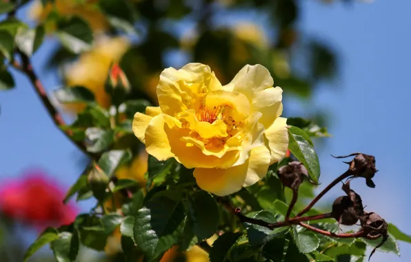 The sky, leaves, rose, branch, garden, yellow