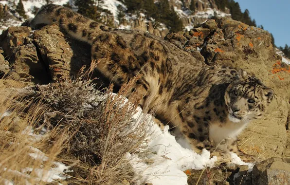 Picture cat, snow, nature, stones, IRBIS, snow leopard