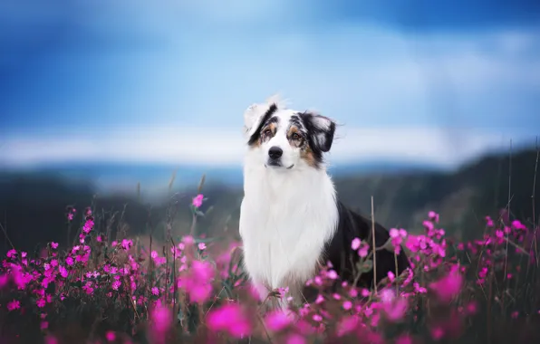 Picture field, face, flowers, dog, Aussie