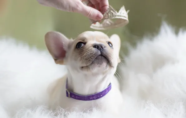 Background, dog, puppy