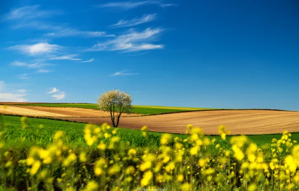 Picture landscape, nature, tree, field, Poland, Sośnicki Michael