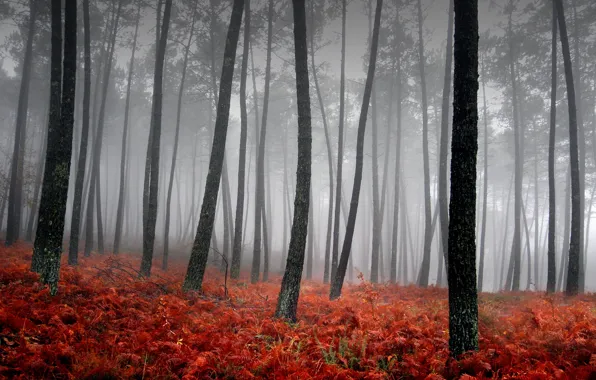 Grass, trees, red, fog