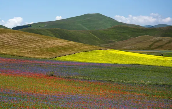 Picture field, grass, flowers, mountains, nature, Maki, valley, slope