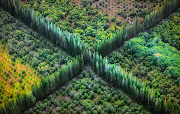 Picture road, trees, crossroads, the view from the top, gardens