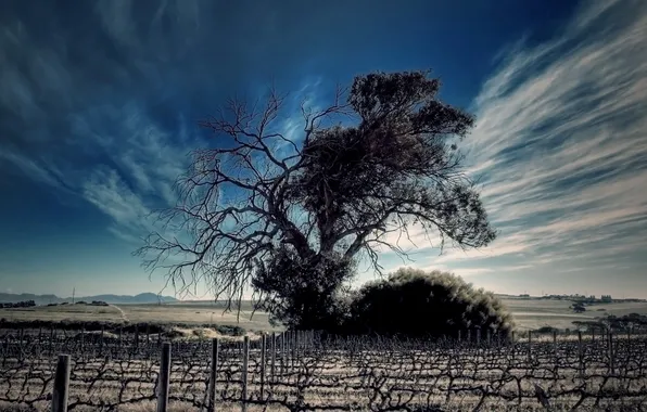 Picture field, the sky, clouds, tree, dal, horizon, grapes, the ranks