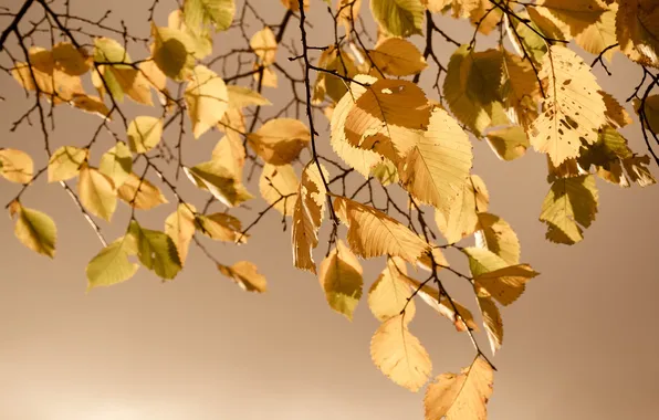 Autumn, leaves, nature, nature, autumn, leaves, 2560x1600
