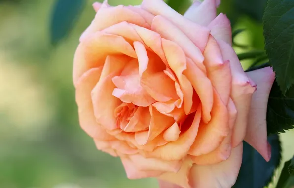 Macro, roses, petals