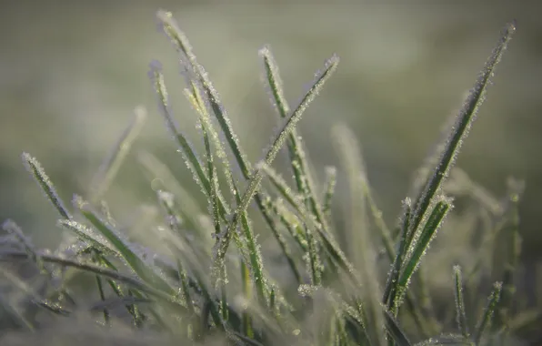 Grass, macro, frost