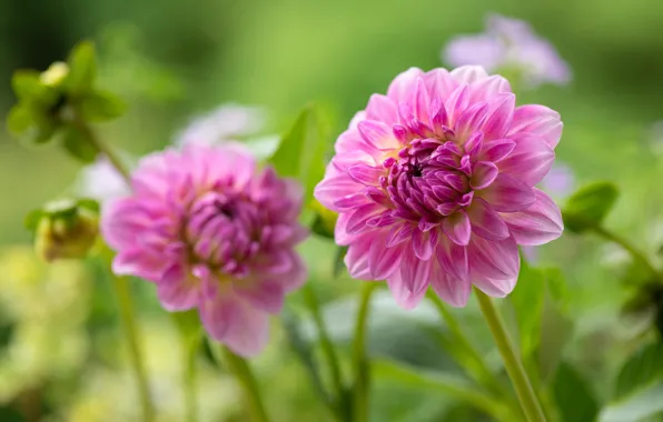 Pink, bokeh, dahlias