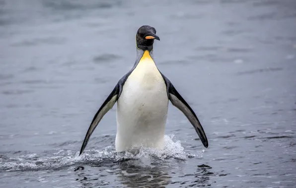 Picture sea, water, penguin, bokeh, King Penguin, Royal penguin