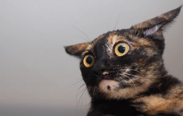 Picture eyes, cat, ears