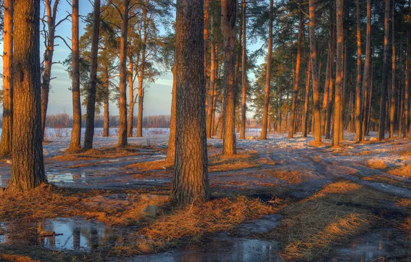 Forest, water, snow, trees, sunset, spring