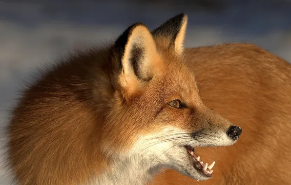 Face, Fox, red