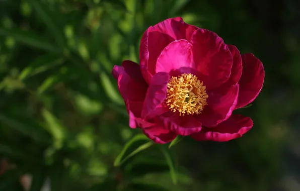 Macro, petals, peony