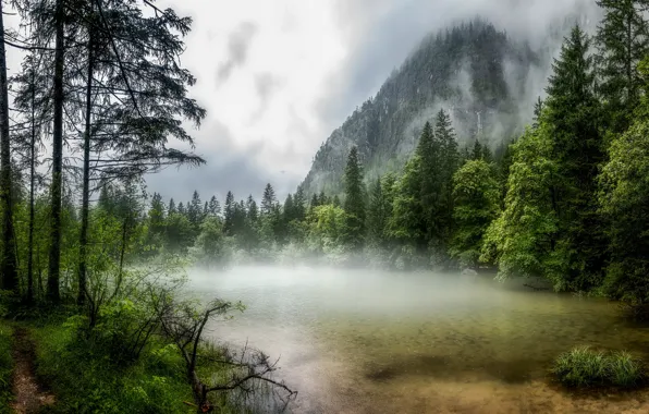 Picture forest, mountains, fog, river