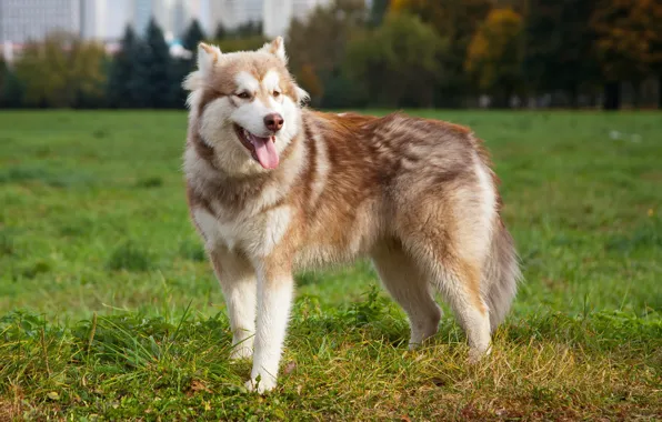 Picture each, dog, Malamute