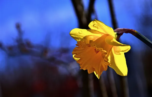 Flower, macro, light, branches, yellow, nature, spring, blue background
