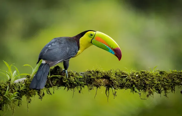 Bird, branch, jungle, Toucan