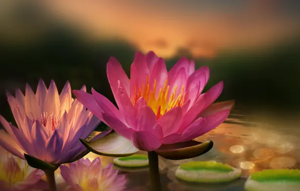 Picture leaves, water, flowers, water lilies