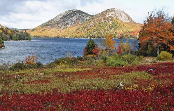 Autumn, grass, trees, mountains, lake, USA, the bushes, Acadia National Park