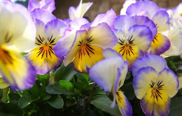 Flowers, petals, Pansy, viola