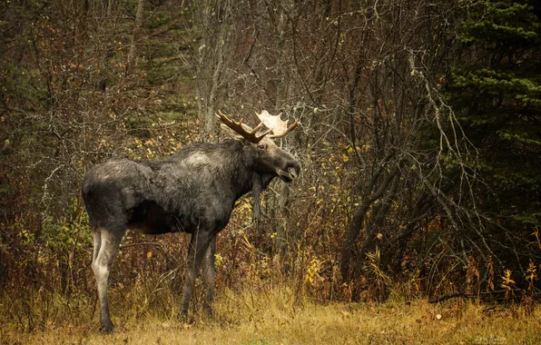 Picture nature, background, moose