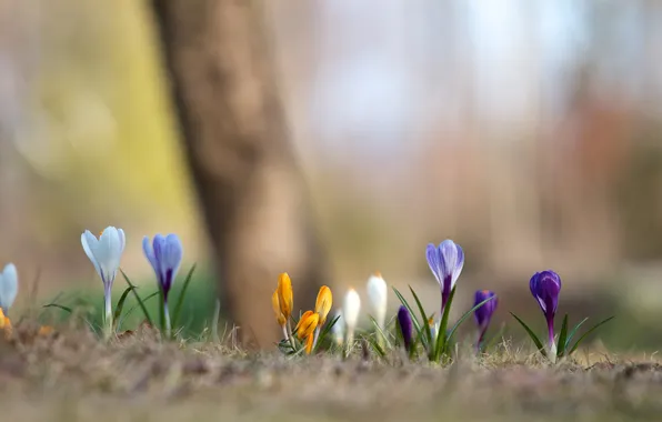 Picture background, spring, blur, crocuses, colorful