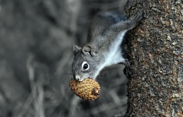 Trees, pose, grey, protein, monochrome, bumps