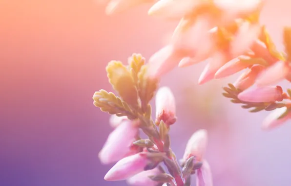 Picture macro, light, flowers, nature, paint, colors, petals, light, nature, flowers, macro, 2560x1600, petals