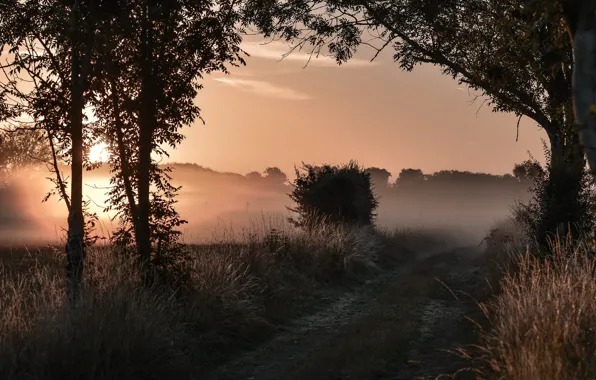 Picture road, fog, the evening