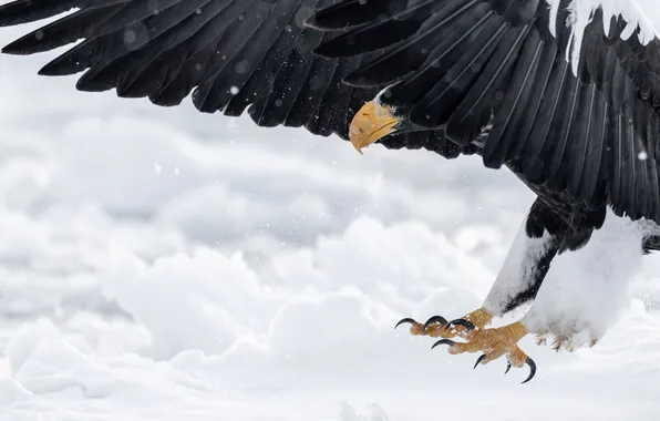 Ice, eagle, cold