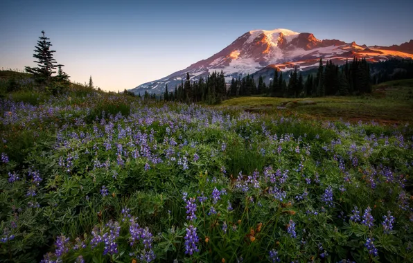 Picture forest, flowers, mountains, lupins