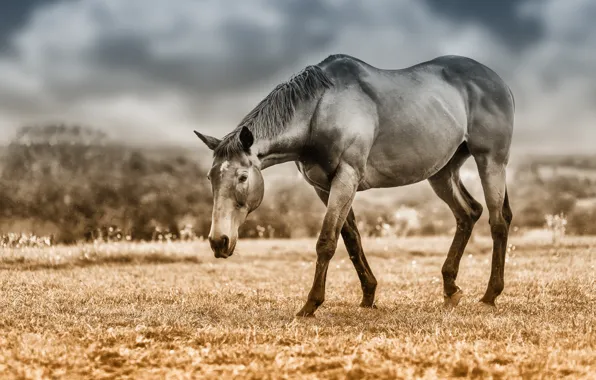 Picture field, the sky, look, face, clouds, horse, horse, treatment